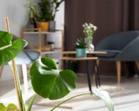 Indoor air-purifying plants in a small living room setup with natural light – low-maintenance greenery for compact spaces.